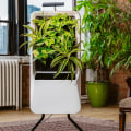 Can I Use an Air Ionizer in a Room with Plants or Pets?